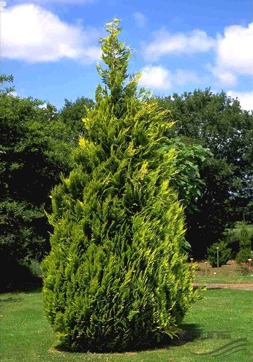 Chamaecyparis lawsoniana 'Alumigold'